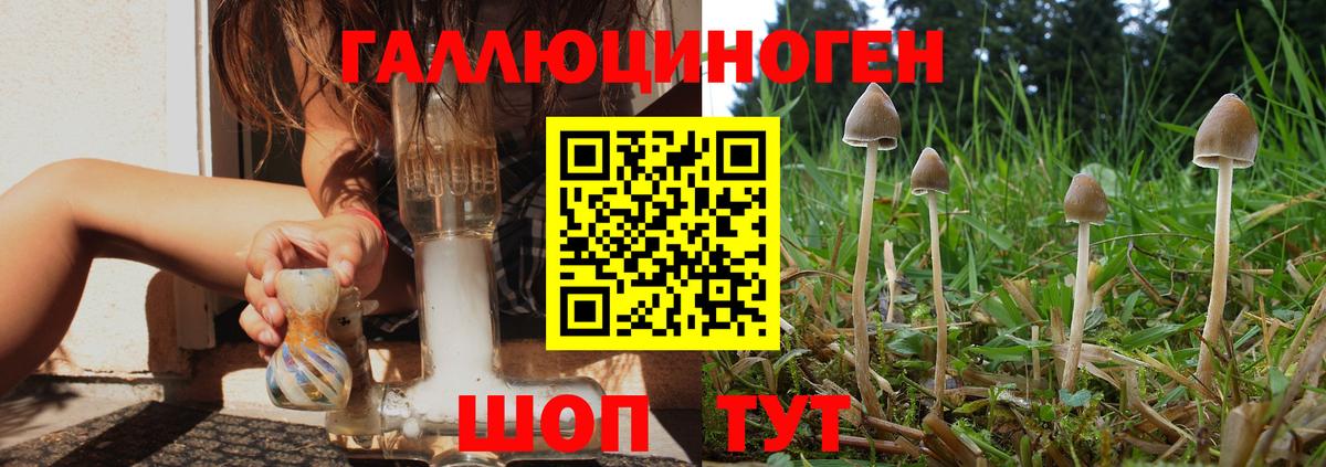 Псилоцибиновые грибы Psilocybe Бутурлиновка